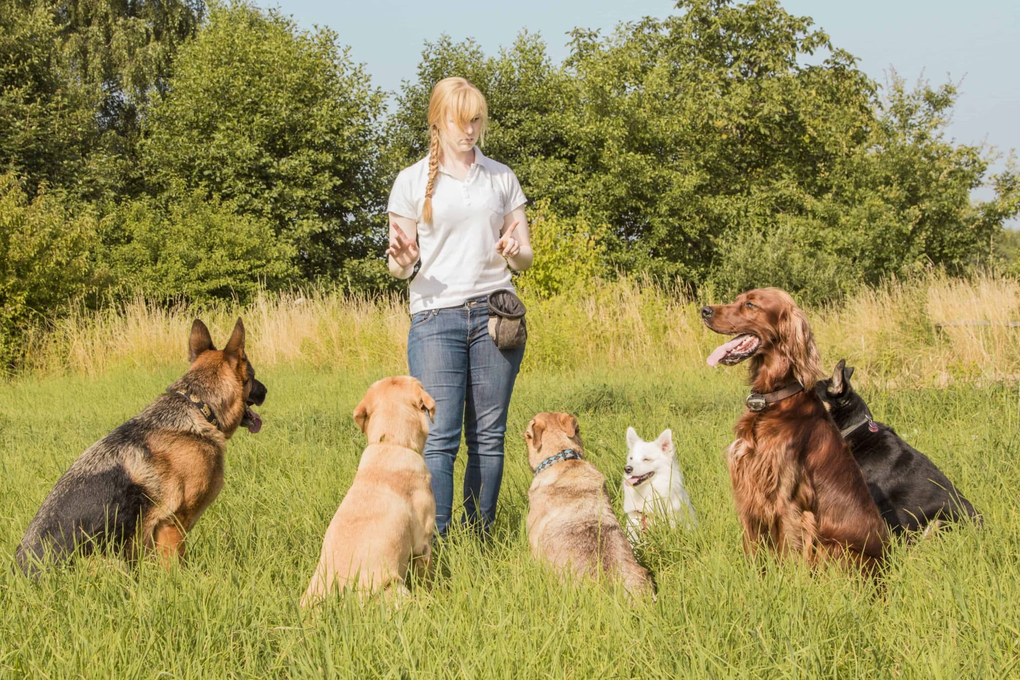 Scent Training for Dogs: Build Focus, Confidence, and Control